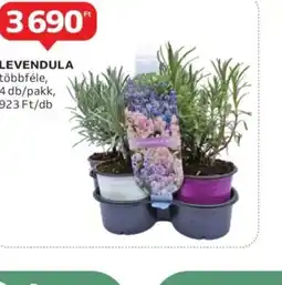 Auchan Levendula ajánlat