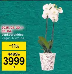 Tesco Lepkeorchidea ajánlat
