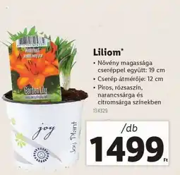 Lidl Liliom ajánlat