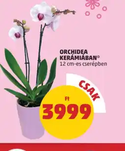 PENNY Orchidea kerámiában ajánlat
