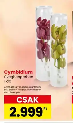 Spar Cymbidium üveghengerben ajánlat