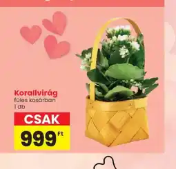Spar Korallvirág ajánlat