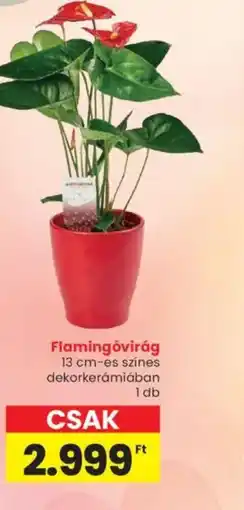 Spar Flamingvirág ajánlat