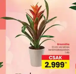 Spar Bromélia ajánlat