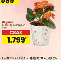 Spar Begnia ajánlat