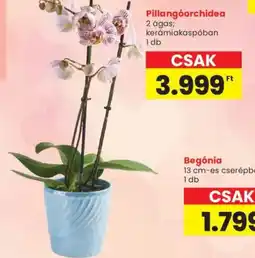 Spar Pillangorchidea ajánlat