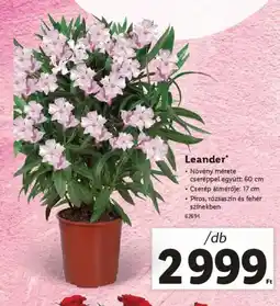Lidl Leander ajánlat