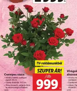 Lidl Cserepes rózsa ajánlat
