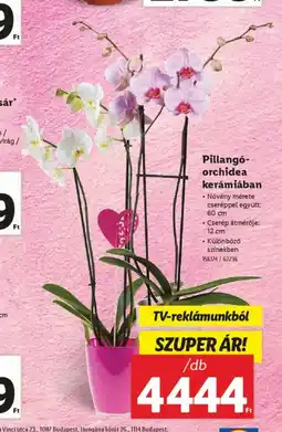 Lidl Pillangó- orchidea kerámiában ajánlat