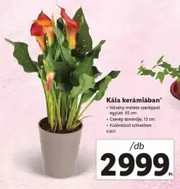 Lidl Kála kerámiában ajánlat