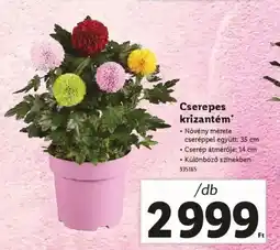 Lidl Cserepes krizantém ajánlat