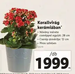Lidl Korallvirág kerámiában ajánlat