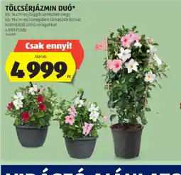 ALDI Tölcsérjázmin Du ajánlat