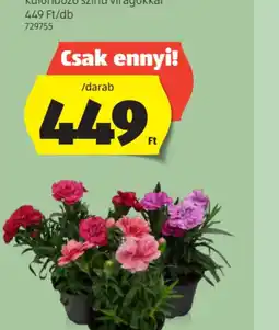 ALDI Miniszegfű ajánlat