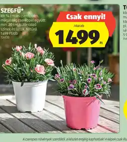 ALDI Szegfű ajánlat