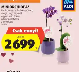 ALDI Miniorchidea ajánlat