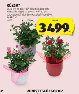 ALDI Rzsa ajánlat