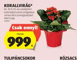 ALDI Korallvirág ajánlat