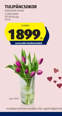 ALDI Tulipáncsokor ajánlat
