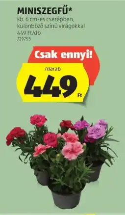 ALDI Miniszegfű ajánlat