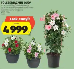 ALDI Tölcsérjázmin duó ajánlat