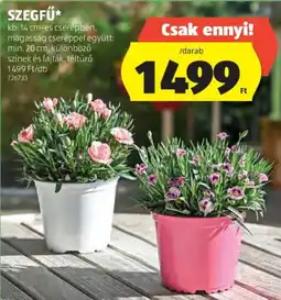 ALDI Szegfű ajánlat