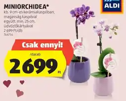 ALDI Miniorchidea ajánlat