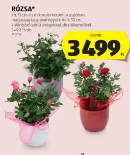 ALDI Rózsa ajánlat