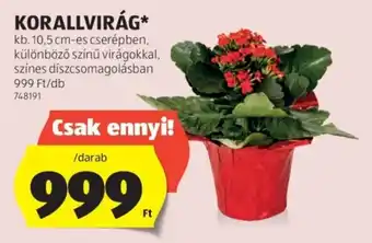 ALDI Korallvirág ajánlat