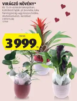 ALDI Virágzó növény ajánlat
