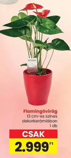 Spar Flamingóvirág ajánlat