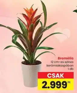 Spar Bromélia ajánlat
