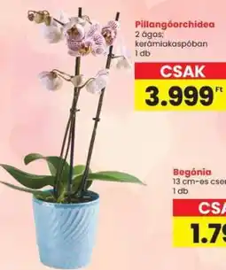 Spar Pillangóorchidea ajánlat