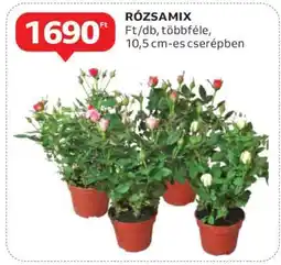 Auchan Rózsamix ajánlat
