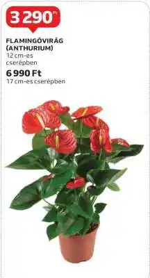 Auchan Flamingóvirág (Anthurium) ajánlat