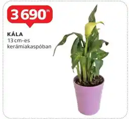 Auchan Kála ajánlat