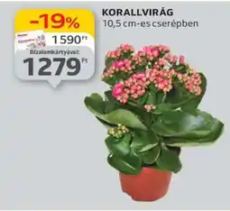 Auchan Korallvirág ajánlat
