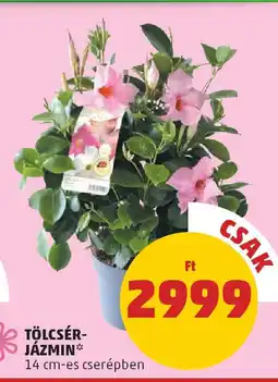 PENNY Tölcsér- jázmin ajánlat