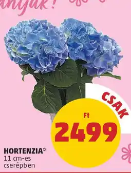 PENNY Hortenzia ajánlat