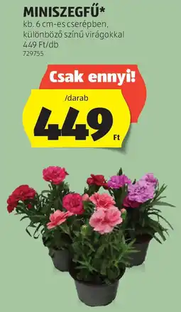ALDI Miniszegfű ajánlat