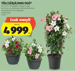 ALDI Tölcsérjázmin duó ajánlat
