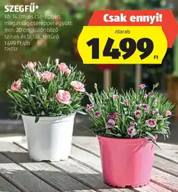 ALDI Szegfű ajánlat
