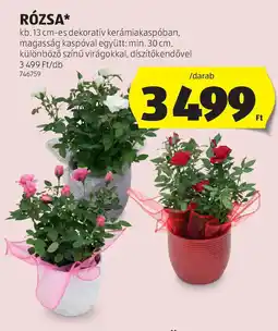 ALDI Rózsa ajánlat