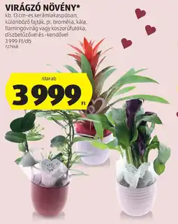 ALDI Virágzó növény ajánlat