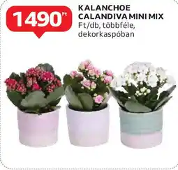 Auchan Kalanchoe Calandiva Mini mix ajánlat