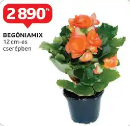 Auchan Begóniamix ajánlat