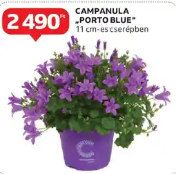Auchan Campanula "Porto Blue" ajánlat