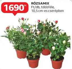 Auchan Rózsamix ajánlat