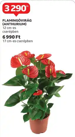 Auchan Flamingóvirág (Anthurium) ajánlat