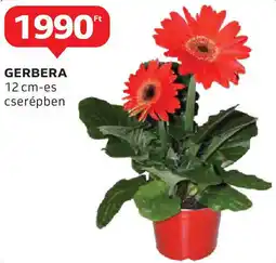 Auchan Gerbera ajánlat